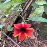 Thunbergia alataFiore
