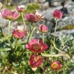 Ranunculus glacialis Flor