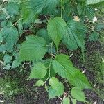 Neillia affinis Feuille