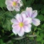 Anemone hupehensis Sonstige