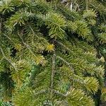 Abies nordmanniana ഇല