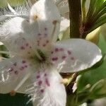 Myoporum tenuifolium Flower