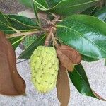 Magnolia grandiflora Плод