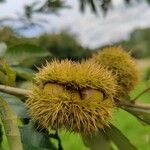 Castanea mollissima Fruit