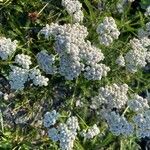 Achillea nobilisЦветок