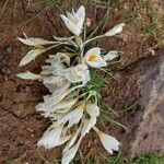 Crocus aleppicus Květ