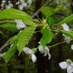 Prunus avium Blatt