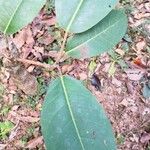 Ficus cornelisiana