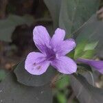Barleria cristata 花
