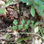 Pimpinella saxifraga Blad