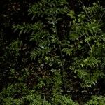 Azara lanceolata Habitus