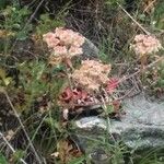 Eriogonum umbellatum Leaf