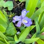 Iris cristata Fiore