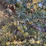 Juniperus oxycedrus Fruit