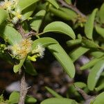 Ximenia americana Folha