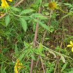 Bidens aristosa Bark