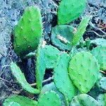 Opuntia humifusa 葉