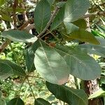 Tabebuia rosea Leaf