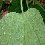 Piper multiplinervium Leaf