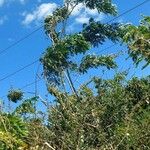 Albizia lebbeck Habitus