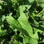 Chenopodium bonus-henricus Leaf
