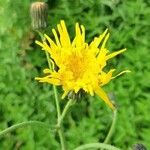 Sonchus arvensisFlors