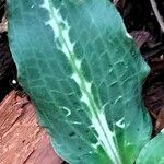 Goodyera oblongifolia Leaf