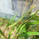 Persicaria decipiens Blatt