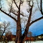 Populus × canescens Агульны выгляд