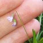 Vicia tetraspermaFlower