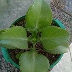 Kalanchoe ceratophylla Ліст