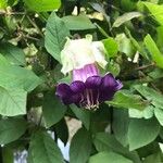 Cobaea scandens Virág