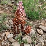 Orobanche rapum-genistaeFlor