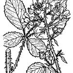 Rubus fuscus Sonstige