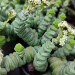 Crassula brevifolia Habit