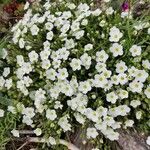 Arenaria montana Цвят