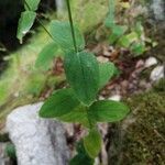 Hypericum montanum Blatt