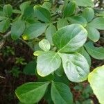 Citrus trifoliata Blad