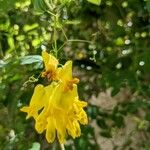 Dactylicapnos scandens Flower