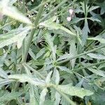 Verbena officinalisLeaf