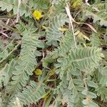 Astragalus exscapus Blodyn