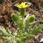 Senecio viscosus Blatt