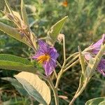 Solanum elaeagnifolium Blomst