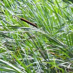 Typha angustifolia 果實