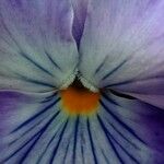 Viola calcarata 花