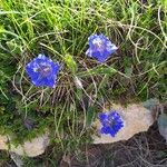 Gentiana alpina Λουλούδι