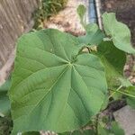 Abutilon theophrastiLeht