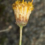 Bebbia juncea Blodyn