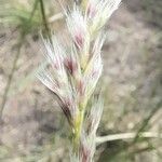 Pappophorum mucronulatum Кветка