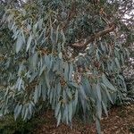 Eucalyptus tereticornis Habitus